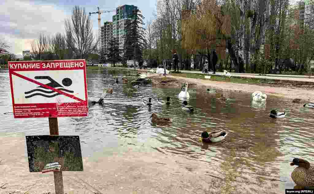 Уток и лебедей на пруду горожане подкармливают в основном хлебом.